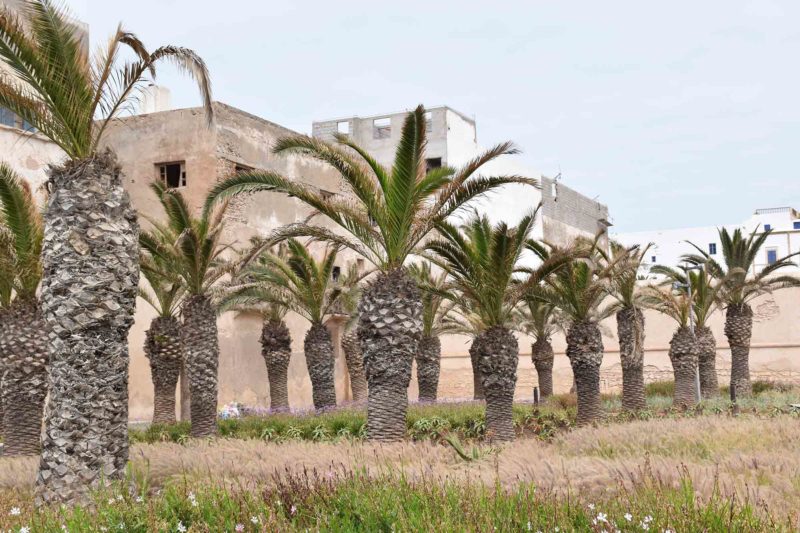 Essaouira_jardins extérieur medina