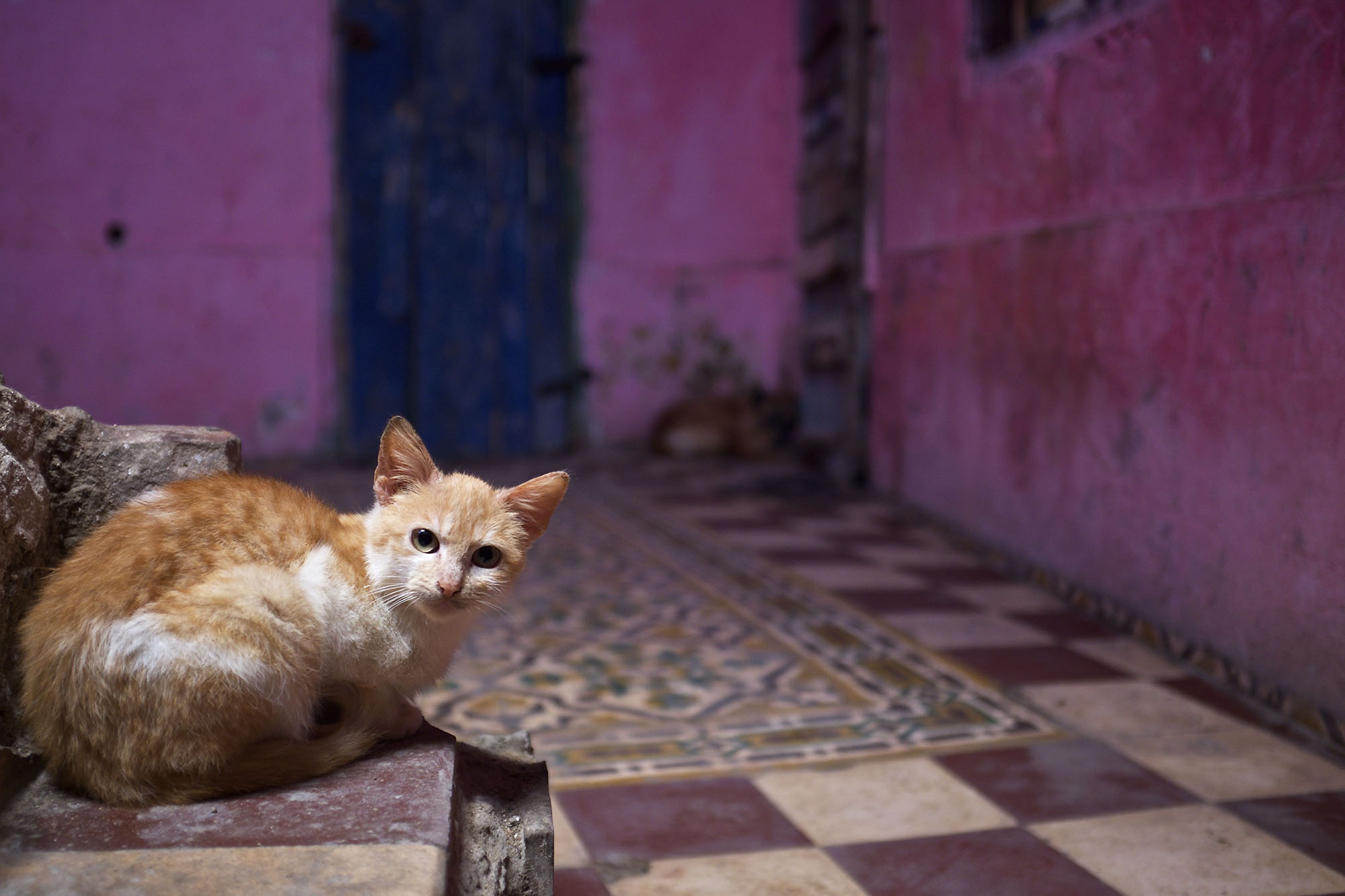 Chat Essaouira essaouira VILLA GARANCE ESSAOUIRA